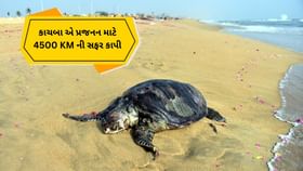કાચબાએ પ્રજનન માટે 4500 KM ની સફર કરી કાચબાએ પ્રજનન માટે 4500 KM ની સફર કરી