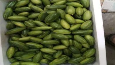 Parwal Side Effects: કબજિયાત, ગેસ અને અપચોથી પીડાતા લોકો માટે પરવળનું શાક રામબાણ ઈલાજ તરીકે કામ કરે છે. પરવળમાં ભરપૂર માત્રામાં ફાઇબર હોય છે, જે પાચનતંત્રને મજબૂત બનાવે છે. આ ઉપરાંત, પરવળની શાકભાજીમાં એન્ટીઑકિસડન્ટ હોય છે, જે લોહી શુદ્ધિકરણમાં મદદ કરે છે. જોકે, પરવળનું શાક દરેક માટે ફાયદાકારક નથી. કેટલાક લોકોએ તેનાથી પણ બચવું જોઈએ.