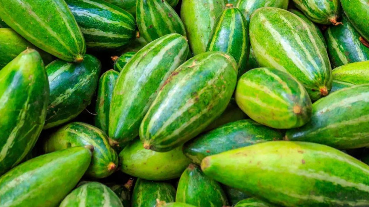 પરવળનું વૈજ્ઞાનિક નામ ટ્રાઇકોસેન્થેસ ડાયોઇકા રોક્સ્બ છે અને અંગ્રેજીમાં તેને પોઇંટેડ ગોર્ડ પણ કહેવામાં આવે છે. રિસર્ચ ગેટમાં પ્રકાશિત થયેલા એક અભ્યાસ મુજબ, પરવળ પ્રોટીન અને વિટામિન Aથી ભરપૂર છે અને તેમાં ઔષધીય ગુણધર્મો પણ છે જે ખાંડ અને સીરમ ટ્રાઇગ્લિસરાઇડ્સ ઘટાડી શકે છે. તે શાકભાજી, કઢી, અથાણું અને વિવિધ મીઠાઈઓ સહિત ઘણી રીતે ખાવામાં આવે છે.