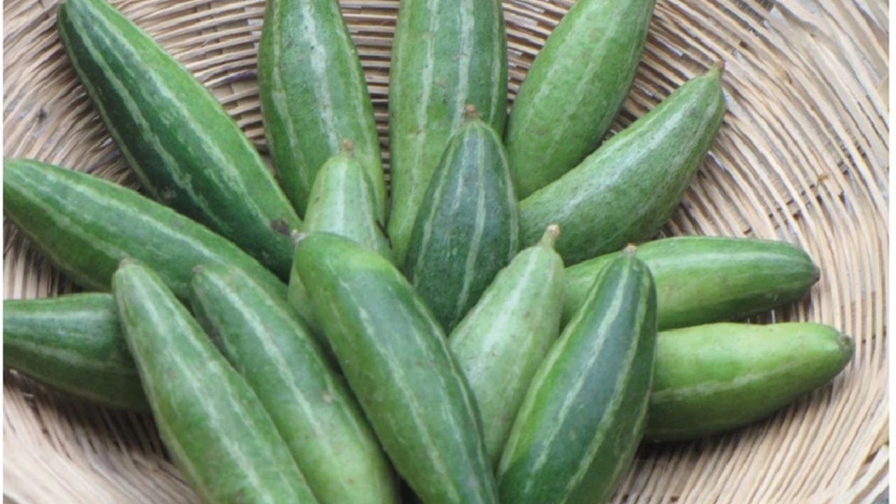 આયુર્વેદ, યુનાની જેવી બધી પરંપરાગત તબીબી પ્રણાલીઓમાં તેના ઉપયોગ અંગે માહિતી ઉપલબ્ધ છે. પ્રાચીન ઔષધ ગ્રંથ, ચરક સંહિતામાં પણ કમળો અને દારૂના વ્યસનની સારવાર માટે પરવળના ફળ અને પાંદડાઓના ઉપયોગનો ઉલ્લેખ છે. તેનો ઉપયોગ તરસ છીપાવનારી ઔષધિ તરીકે અને ખીલ, પિત્ત અને ખંજવાળની ​​સારવારમાં પણ થાય છે. આયુર્વેદમાં તે કફ અને પિત્ત દોષોને સંતુલિત કરે છે તેવું કહેવાય છે.