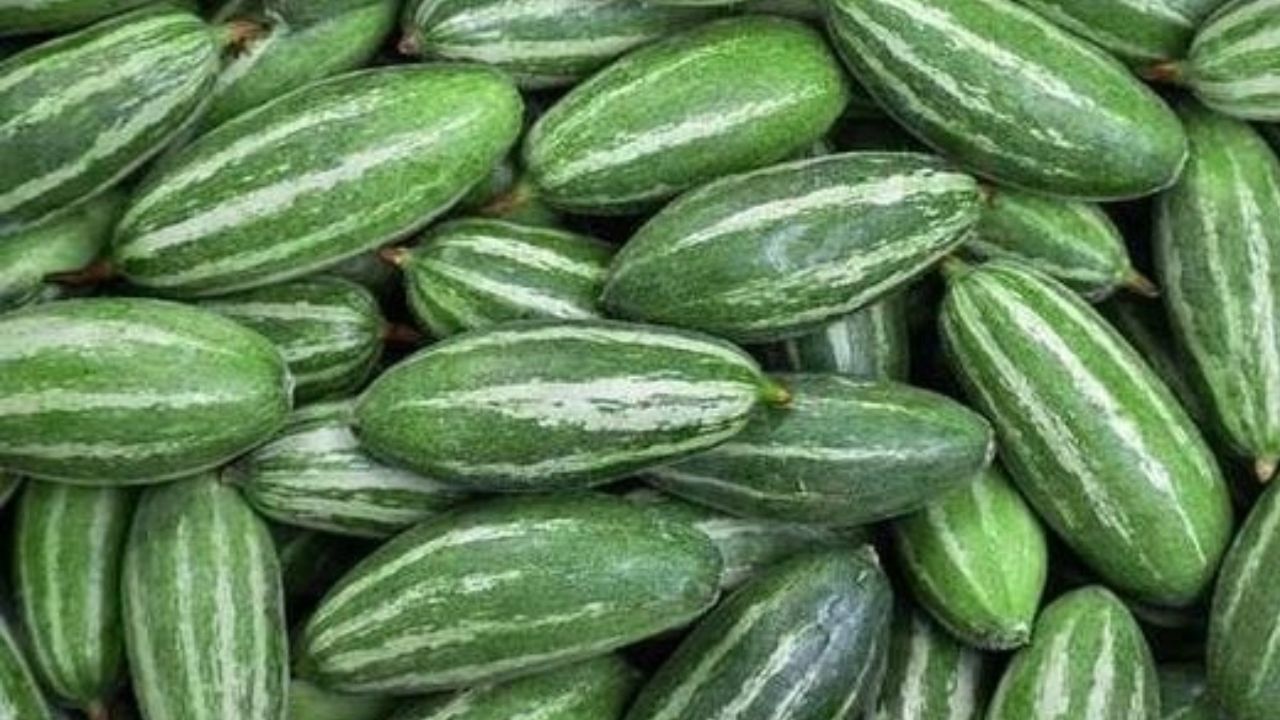 વજન ઘટાડવા માટે પણ પરવળનો નિયમિત ઉપયોગ થાય છે. આ વજન સંતુલિત રાખે છે અને વજન ઘટાડવામાં પણ મદદ કરે છે. તેમાં કેલરી ઓછી હોય છે અને ફાઇબરનું પ્રમાણ વધુ હોય છે. વજન ઘટાડવાની સાથે, તે ડાયાબિટીસના દર્દીઓ માટે પણ ખૂબ ફાયદાકારક સાબિત થાય છે. પરવળનું શાક ખાવાથી બ્લડ સુગર સંતુલિત થાય છે. પરવળનું શાક ખાવાથી ચહેરો ચમકતો રહે છે, કારણ કે તેમાં એન્ટીઑકિસડન્ટ હોય છે જે ત્વચાને સ્વસ્થ રાખે છે. આ ઉપરાંત, પરવળમાં વિટામિન સી અને અન્ય પોષક તત્વો હોય છે જે તમારી રોગપ્રતિકારક શક્તિ વધારે છે.