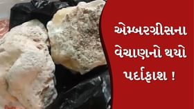 સ્પર્મ વ્હેલ માછલીની વોમિટની હેરાફેરીનો પર્દાફાશ ! 4ની ધરપકડ સ્પર્મ વ્હેલ માછલીની વોમિટની હેરાફેરીનો પર્દાફાશ ! 4ની ધરપકડ