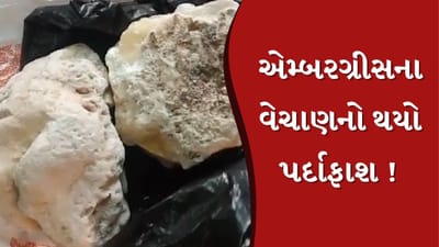 Ahmedabad : સ્પર્મ વ્હેલ માછલીની વોમિટની હેરાફેરીનો પર્દાફાશ ! ક્રાઇમ બ્રાન્ચે 4 શખ્સોને ઝડપી પાડ્યા, જુઓ Video