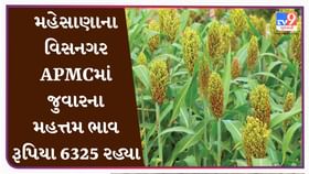 APMC : મહેસાણાના વિસનગર APMCમાં જુવારના મહત્તમ ભાવ રૂપિયા 6325 રહ્યા APMC : મહેસાણાના વિસનગર APMCમાં જુવારના મહત્તમ ભાવ રૂપિયા 6325 રહ્યા