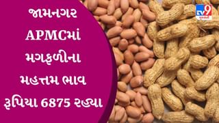 APMC Market Rates : ભાવનગર APMCમાં મગફળીના મહત્તમ ભાવ રૂપિયા 6875 રહ્યા, જાણો જુદા-જુદા પાકના ભાવ