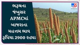APMC Rates: ભરૂચના જંબુસર APMCમાં બાજરાના મહત્તમ ભાવ રૂપિયા 2900 રહ્યા APMC Rates: ભરૂચના જંબુસર APMCમાં બાજરાના મહત્તમ ભાવ રૂપિયા 2900 રહ્યા