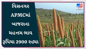 APMC Market Rates: વિસનગર APMCમાં બાજરાના મહત્તમ ભાવ રૂપિયા 2900 રહ્યા APMC Market Rates: વિસનગર APMCમાં બાજરાના મહત્તમ ભાવ રૂપિયા 2900 રહ્યા