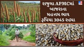 APMC Market Rates: રાજુલા APMCમાં બાજરાના મહત્તમ ભાવ રૂપિયા 3045 રહ્યા APMC Market Rates: રાજુલા APMCમાં બાજરાના મહત્તમ ભાવ રૂપિયા 3045 રહ્યા