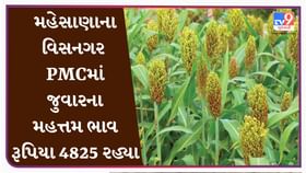 APMC : મહેસાણાના વિસનગર APMCમાં જુવારના મહત્તમ ભાવ રૂપિયા 4825 રહ્યા APMC : મહેસાણાના વિસનગર APMCમાં જુવારના મહત્તમ ભાવ રૂપિયા 4825 રહ્યા