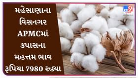 APMC : મહેસાણાના વિસનગર APMCમાં કપાસના મહત્તમ ભાવ રૂપિયા 7980 રહ્યા APMC : મહેસાણાના વિસનગર APMCમાં કપાસના મહત્તમ ભાવ રૂપિયા 7980 રહ્યા