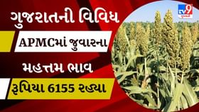 APMC : મહેસાણાના વિસનગર APMCમાં જુવારના મહત્તમ ભાવ રૂપિયા 6155 રહ્યા APMC : મહેસાણાના વિસનગર APMCમાં જુવારના મહત્તમ ભાવ રૂપિયા 6155 રહ્યા