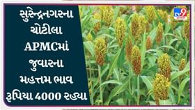 સુરેન્દ્રનગરના ચોટીલા APMCમાં જુવારના મહત્તમ ભાવ રૂપિયા 4000 રહ્યા સુરેન્દ્રનગરના ચોટીલા APMCમાં જુવારના મહત્તમ ભાવ રૂપિયા 4000 રહ્યા