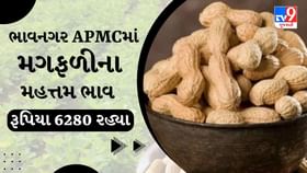 APMC Market Rates: ભાવનગર APMCમાં મગફળીના મહત્તમ ભાવ રૂપિયા 6280 રહ્યા APMC Market Rates: ભાવનગર APMCમાં મગફળીના મહત્તમ ભાવ રૂપિયા 6280 રહ્યા
