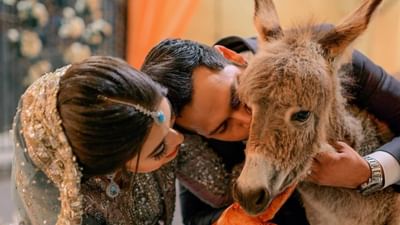 શું તમે ક્યારેય કોઈના લગ્નમાં ગદર્ભની ગિફટ આપતા જોયા છે.આ કોઈ મજાકની વાત નથી. પરંતુ પાકિસ્તાનમાં કાંઈ આવી જ ચર્ચા સામે આવી છે.જેના વિશે સાંભળતા લોકો હસી રહ્યા છે અને પાકિસ્તાનની મજાક પણ ઉડાવી રહ્યા છે