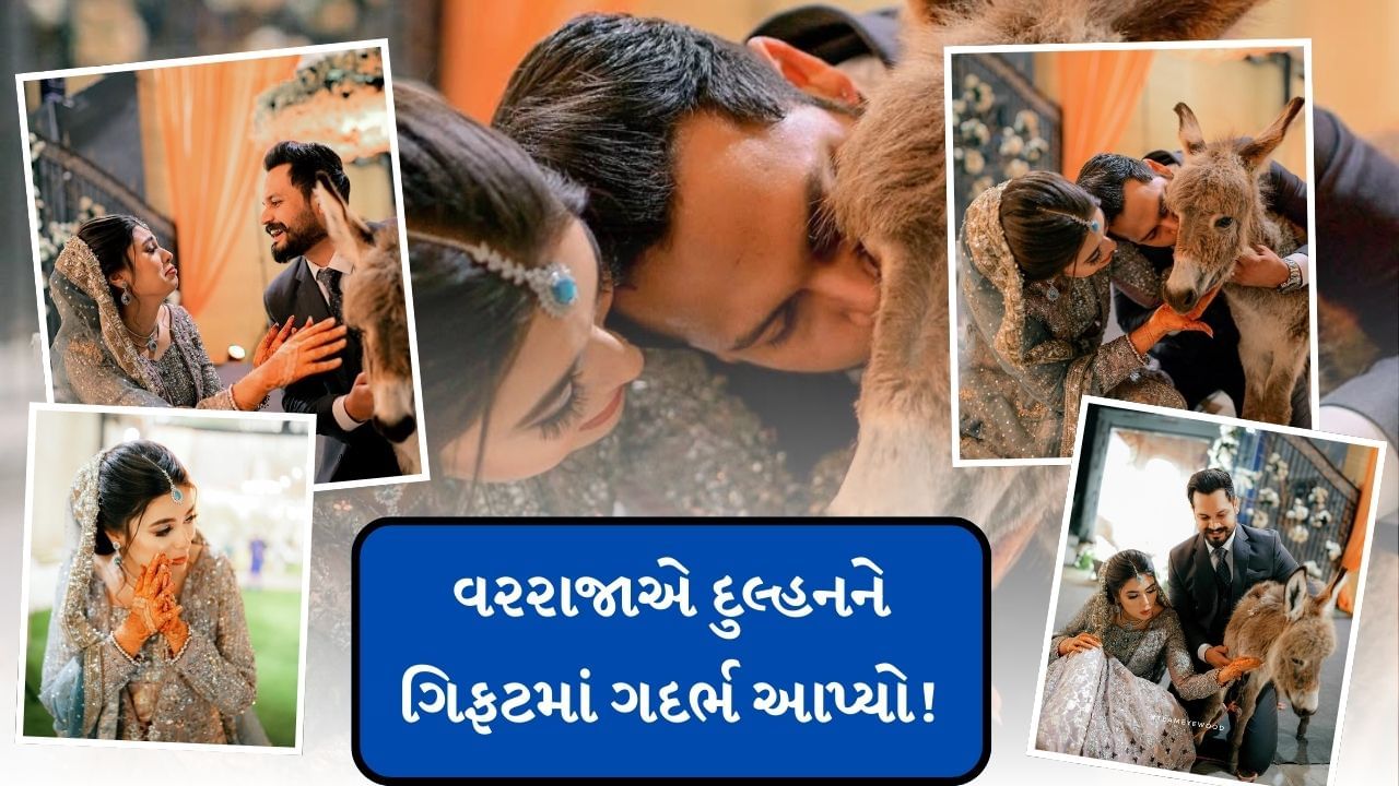 ફેમસ પાકિસ્તાની યુટ્યુબર અઝલાન શાહે 2022માં પોતાની ગર્લફ્રેન્ડ ડો.વારિશા ઝાવેદ ખાન સાથે લગ્નના બંધનમાં બંધાયો હતો. આ દરમિયાન તેમણે પોતાની દુલ્હનને એક ગદર્ભ ભેટમાં આપ્યો હતો.આ એનીમલ લવર યુટ્યુબરનું નામ અઝલાન શાહ છે. અને તેની પત્નીનું નામ વારિશા છે.