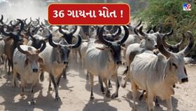 બનાસકાંઠાના પાંજરાપોળમાં એક બાદ એક 36 ગાયના મોતથી ચકચાર બનાસકાંઠાના પાંજરાપોળમાં એક બાદ એક 36 ગાયના મોતથી ચકચાર
