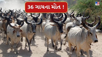 Breaking News : બનાસકાંઠાના પાંજરાપોળમાં એક બાદ એક 36 ગાયના મોતથી ચકચાર, અન્ય ગાયોને સારવાર અર્થે ખસેડાઈ