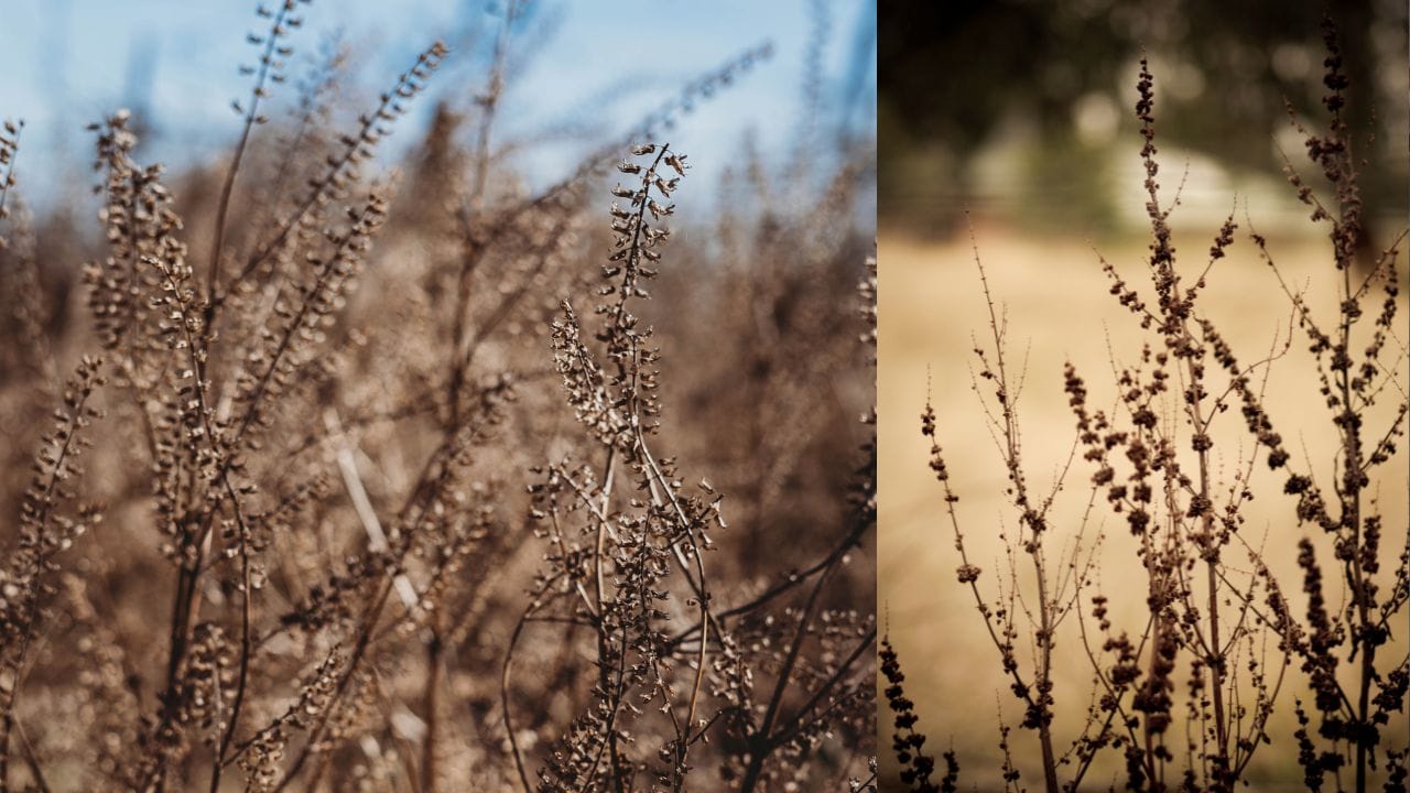 ત્યારબાદ, વર્ષના કોઈ પણ મહિનામાં આવતા એકાદશી દિવસે, ભગવાન વિષ્ણુના સમક્ષ આ લાકડાઓ અગ્નિમાં અર્પણ કરો અને ઘરના સુખ-સમૃદ્ધિ માટે ભક્તિપૂર્વક પ્રાર્થના કરો. ( Credits: Getty Images )