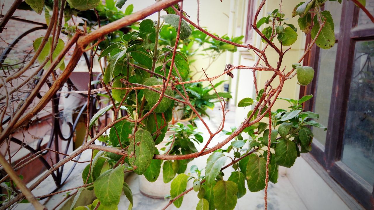 સૂકાયેલી તુલસીના સાત નાનાં ડાળાં લઈએ અને તેમને સફેદ દોરાથી બાંધો. ત્યારબાદ, આ લાકડીઓને શુદ્ધ ગાયના ઘીમાં સારી રીતે પલાળી દો. ( Credits: Getty Images )