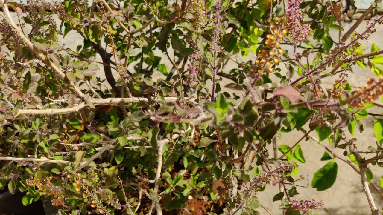 સૂકાયેલી તુલસીનો છોડ ઘરમાં શાંતિ અને સમૃદ્ધિ લાવવા માટે ઉપયોગી બની શકે છે. ચાલો, જાણીએ કે તે કઈ રીતે ઉપયોગમાં લઈ શકાય.( Credits: Getty Images )