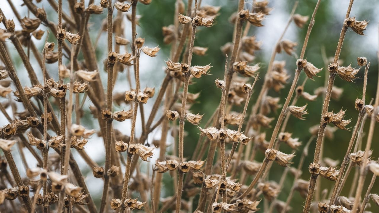 સામાન્ય રીતે લોકો સુકાયેલી તુલસીને બહાર ફેંકી દે છે, પરંતુ જ્યોતિષીઓ માને છે કે તે સુકાઈ ગયા બાદ પણ તુલસીમાં આધ્યાત્મિક શક્તિઓ જળવાઈ રહી શકે છે. ( Credits: Getty Images )