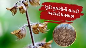 સુકાઈ ગયેલી તુલસી પણ ઘરમાં લાવી શકે છે ધનલાભ સુકાઈ ગયેલી તુલસી પણ ઘરમાં લાવી શકે છે ધનલાભ