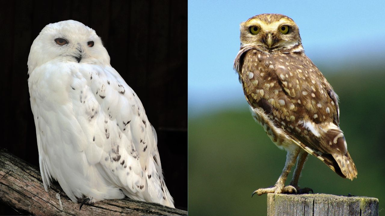 પૌરાણિક માન્યતાઓ અનુસાર, ઘુવડને શુભ અને સમૃદ્ધિનું પ્રતીક પણ માનવામાં આવે છે કારણ કે તે દેવી લક્ષ્મીનું વાહન છે. ઘરમાં ઘુવડના ચિત્રો કે મૂર્તિ રાખવાથી ધન પ્રવાહમાં વૃદ્ધિ થવાની માન્યતા છે. ઘુવડ રાત્રિનું પક્ષી છે અને તેને અંધકારમાં પણ સ્પષ્ટ દ્રષ્ટિ હોય છે. તેથી તેને દુષ્ટ શક્તિઓને દૂર કરતાં ચિહ્ન તરીકે પણ માનવામાં આવે છે.ઘર કે વ્યવસાયસ્થળ પર તેના ચિત્રો નકારાત્મક ઊર્જા દૂર કરવા મદદરૂપ બની શકે છે. વાસ્તુશાસ્ત્ર અનુસાર ઘરના ચોક્કસ સ્થાન પર ઘુવડના ચિત્રો મૂકવાથી ઘરની સુરક્ષા મજબૂત બને છે. (Credits: - Wikipedia)