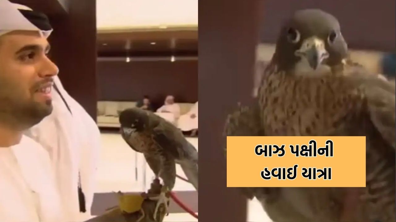ફ્લાઈટમાં બાઝ પક્ષીને લઈને ચડ્યો આરબ વ્યક્તિ, સોશિયલ મીડિયામાં વાયરલ થયો Video