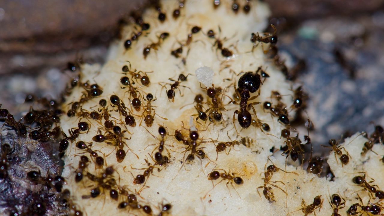 સૌપ્રથમ, પાણીમાં વિનેગર મિક્સ કરો. એક સ્પ્રે બોટલ લો અને તેમાં અડધો વિનેગર અને અડધો પાણી ઉમેરો અને તેને સારી રીતે મિક્સ કરો. હવે આ મિશ્રણને ઘરના તે ભાગો પર સ્પ્રે કરો જ્યાં કીડીઓ વધુ આવે છે, જેમ કે રસોડું, દરવાજા પાસે, બારીની કિનારીઓ, ફર્નિચરની નીચે અથવા જ્યાં પણ તમે કીડીઓના નિશાન જોયા હોય. સરકાની તીવ્ર ગંધ કીડીઓને બળતરા કરે છે અને તેઓ તે વિસ્તાર છોડી દે છે.