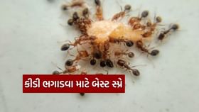 કીડીઓને ઘરમાંથી ભગાડવા માટે આ 5 રૂપિયાની વસ્તુ છે બેસ્ટ કીડીઓને ઘરમાંથી ભગાડવા માટે આ 5 રૂપિયાની વસ્તુ છે બેસ્ટ