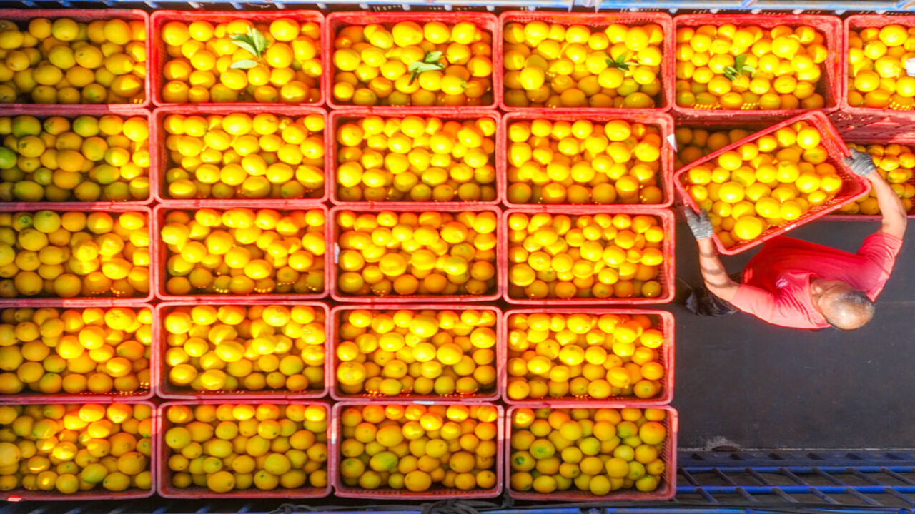 NAVEL Orange Harvest in Yongzhou