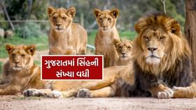 ગુજરાતમાં સિંહોની વસ્તી ગણતરીના આંકડા જાહેર, 891 સિંહ નોંધાયા ગુજરાતમાં સિંહોની વસ્તી ગણતરીના આંકડા જાહેર, 891 સિંહ નોંધાયા