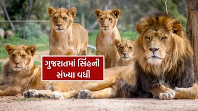 Breaking News : ગુજરાતમાં સિંહોની દહાડ, 16મી વસ્તી ગણતરીમાં 891 એશિયાટિક સિંહ નોંધાયા, જુઓ Video
