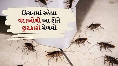 Kitchen Hacks: જો તમે તમારા રસોડામાં કે અન્ય કોઈ ભાગમાં વંદો જુઓ છો, તો તમને પણ તેને જોઈને અણગમો થશે. આ નાના જંતુઓ ઘરના દરેક ખૂણા સુધી પહોંચે છે અને પછી ખાદ્ય પદાર્થો અને વાસણો પર પણ ફરે છે. ઘરની સ્વચ્છતાને અસર કરવા ઉપરાંત આ ઘણા ગંભીર રોગોનું કારણ પણ બની શકે છે. તેથી શક્ય તેટલી વહેલી તકે તેમાંથી છુટકારો મેળવવો મહત્વપૂર્ણ છે. 
