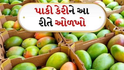 સૌ પ્રથમ ક્યારેય કેરીના દેખાવ પર ધ્યાન ન આપો. જે કેરી લીલી દેખાય છે તે ખાટી જ હશે એવું જરૂરી નથી. તે કેરી પણ મીઠી નીકળી શકે છે. સૌ પ્રથમ, તમે કઈ જાતની કેરી ખરીદવા માંગો છો તે નક્કી કરો. બજારમાં કેરીની ઘણી જાતો ઉપલબ્ધ છે. આમાં સૌથી વધુ પ્રસિદ્ધ છે દશેરી, હાફૂસ (આલ્ફોન્સો), લંગડા, તોતાપુરી, કેસર, ચૌંસા, રત્નાગીરી હાફૂસ, સફેદા, બદામ, સિંદૂરી, નીલમ, હિમસાગર મુખ્ય છે.
