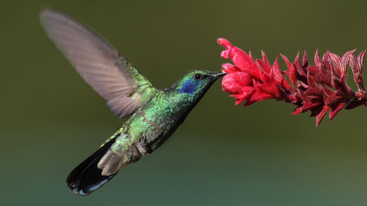 હમિંગ બર્ડ હંમેશાં ખિલેલા ફૂલોની આસપાસ જોવા મળે છે, તેથી તે ખુશી, સૌંદર્ય અને જીવનની મીઠાશનું પ્રતીક છે.ઘરમાં હમિંગ બર્ડનું ચિત્ર રાખવાથી મન પ્રસન્ન રહે છે અને ઘરના વાતાવરણમાં હળવી ઊર્જા રહે છે. કેટલીક સંસ્કૃતિઓમાં હમિંગ બર્ડ પ્રેમ, દયા અને સંબંધોની મીઠાશનું પ્રતીક છે.જો દાંપત્ય જીવનમાં સુખાકારી લાવવી હોય તો હમિંગ બર્ડના જોડાની (pair) છબીઓ રાખવી શુભ માનવામાં આવે છે. ફેંગ શુઈ પ્રમાણે હમિંગ બર્ડનાં ચિત્રો ઘરમાં ઉર્જા વધારશે, ખાસ કરીને જ્યાં ઉત્સાહ અને સર્જનાત્મકતા વધારવી હોય જેમ કે ઓફિસ, સર્જનાત્મક રૂમ,વગેરે. (Credits: - Wikipedia)