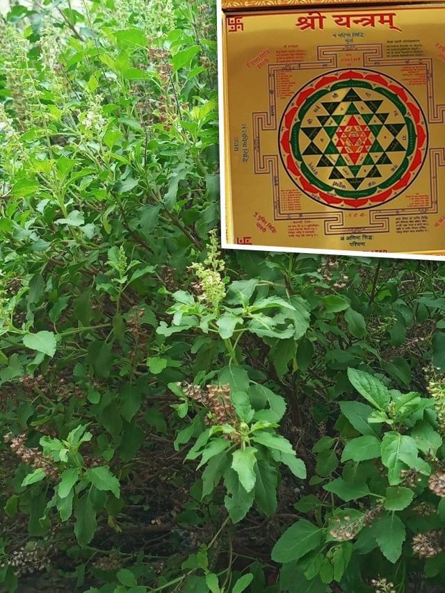 Lakshmi Yantra : તુલસીના છોડમાં લક્ષ્મી યંત્ર રાખવાથી શું થાય છે? Lakshmi Yantra : તુલસીના છોડમાં લક્ષ્મી યંત્ર રાખવાથી શું થાય છે?