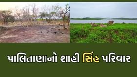 પાલિતાણામાં 20 સિંહોનુ સૌથી મોટુ રોયલ ફેમીલી બન્યુ આકર્ષણનું કેન્દ્ર પાલિતાણામાં 20 સિંહોનુ સૌથી મોટુ રોયલ ફેમીલી બન્યુ આકર્ષણનું કેન્દ્ર