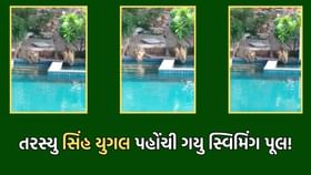 તરસ્યા વનરાજા પાણીની શોધમાં પહોંચી ગયા સ્વિમિંગ પૂલમાં- જુઓ Video તરસ્યા વનરાજા પાણીની શોધમાં પહોંચી ગયા સ્વિમિંગ પૂલમાં- જુઓ Video