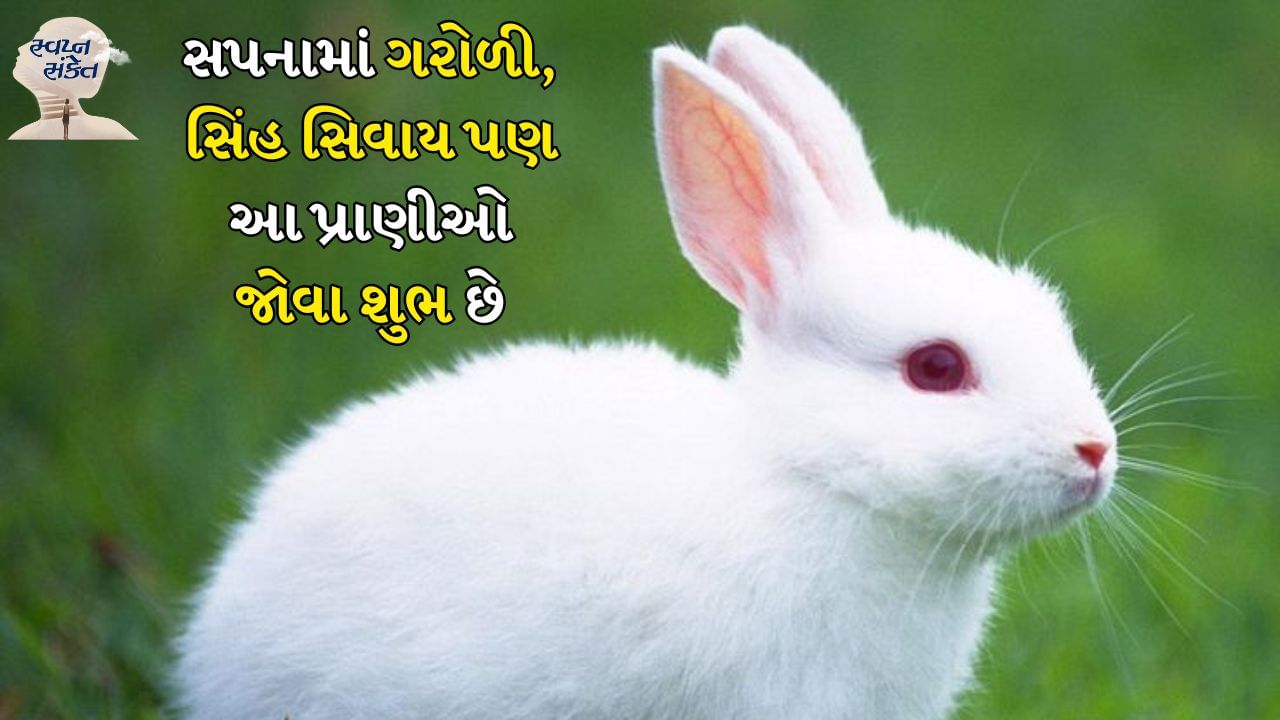 સ્વપ્નમાં સસલું જોવું: જો તમે સ્વપ્નમાં સસલું જોયું હોય તો તે એક શુભ સંકેત માનવામાં આવે છે. આનો અર્થ એ છે કે તમારા જીવનમાં પ્રેમ વધશે અને જો તમે પરિણીત છો તો સંબંધોમાં સુલેહ ભર્યા રહેશે. ઉપરાંત, તમે જે ક્ષેત્રમાં કામ કરી રહ્યા છો તેમાં તમને સંપૂર્ણ સફળતા મળશે.