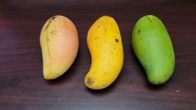 મોટાભાગના લોકો નથી જાણતા કે એક એવી કેરી છે કે જેનું નામ ગિનીસ વર્લ્ડ રેકોર્ડ્સમાં નોંધાયેલું છે. તો ચાલો જાણીએ, આ કઈ કેરી છે કે જે ગિનિસ બુકમાં પોતાનું નામ છપાવી ચુકી છે.