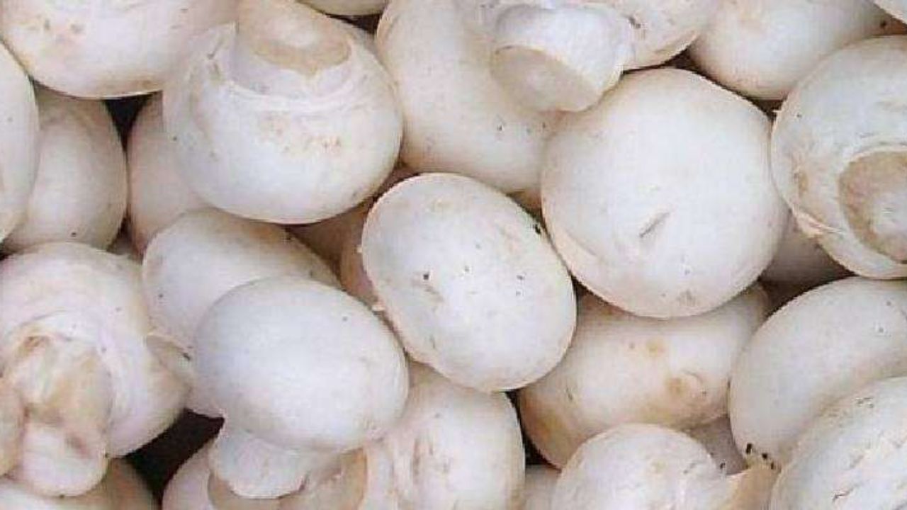 મશરૂમ આંતરડા માટે સારા માનવામાં આવે છે. મશરૂમ્સમાં જોવા મળતા ગુણધર્મો આંતરડાના સ્વાસ્થ્યને સુધારવામાં મદદ કરી શકે છે.મશરૂમમાં આવા ઘણા ગુણો જોવા મળે છે જે શરીરમાં બળતરા ઘટાડવામાં મદદ કરી શકે છે.