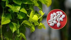 Money Plant : મની પ્લાન્ટ સાથે કોડી બાંધવાથી શું થાય છે? Money Plant : મની પ્લાન્ટ સાથે કોડી બાંધવાથી શું થાય છે?