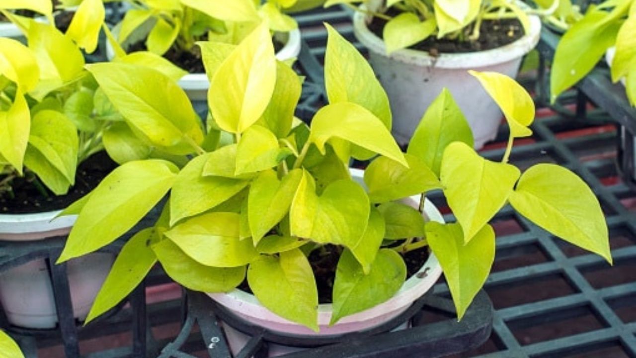 આવી સ્થિતિમાં, ધાર્મિક માન્યતાઓ અનુસાર, મની પ્લાન્ટ અને કોડી બંનેને એકસાથે બાંધવાથી ધન આવે છે અને ઘરમાં હંમેશા સમૃદ્ધિ રહે છે.  
