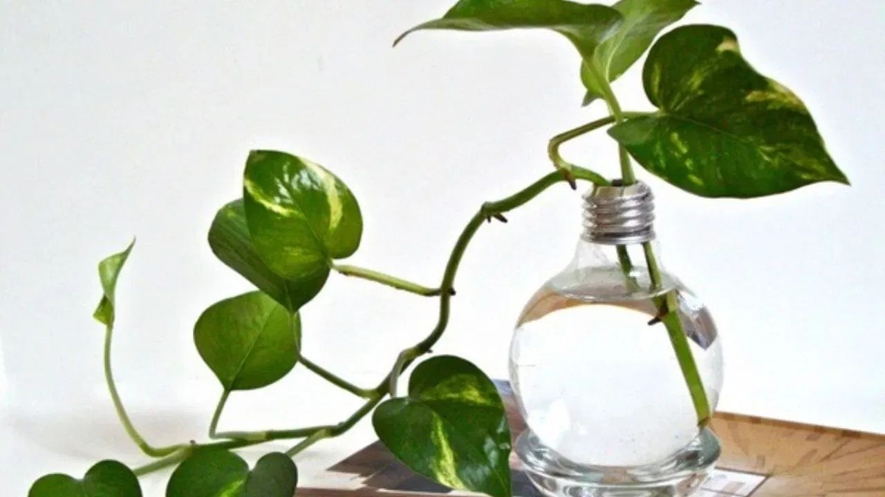 શુક્રવારે, 5 કે 7 ગાયો લો અને તેને દેવી લક્ષ્મીને અર્પણ કરો. આ પછી, આ કોડીઓને લાલ કપડામાં લપેટીને એક પોટલું બનાવો અને તેને મની પ્લાન્ટ સાથે બાંધો.  
