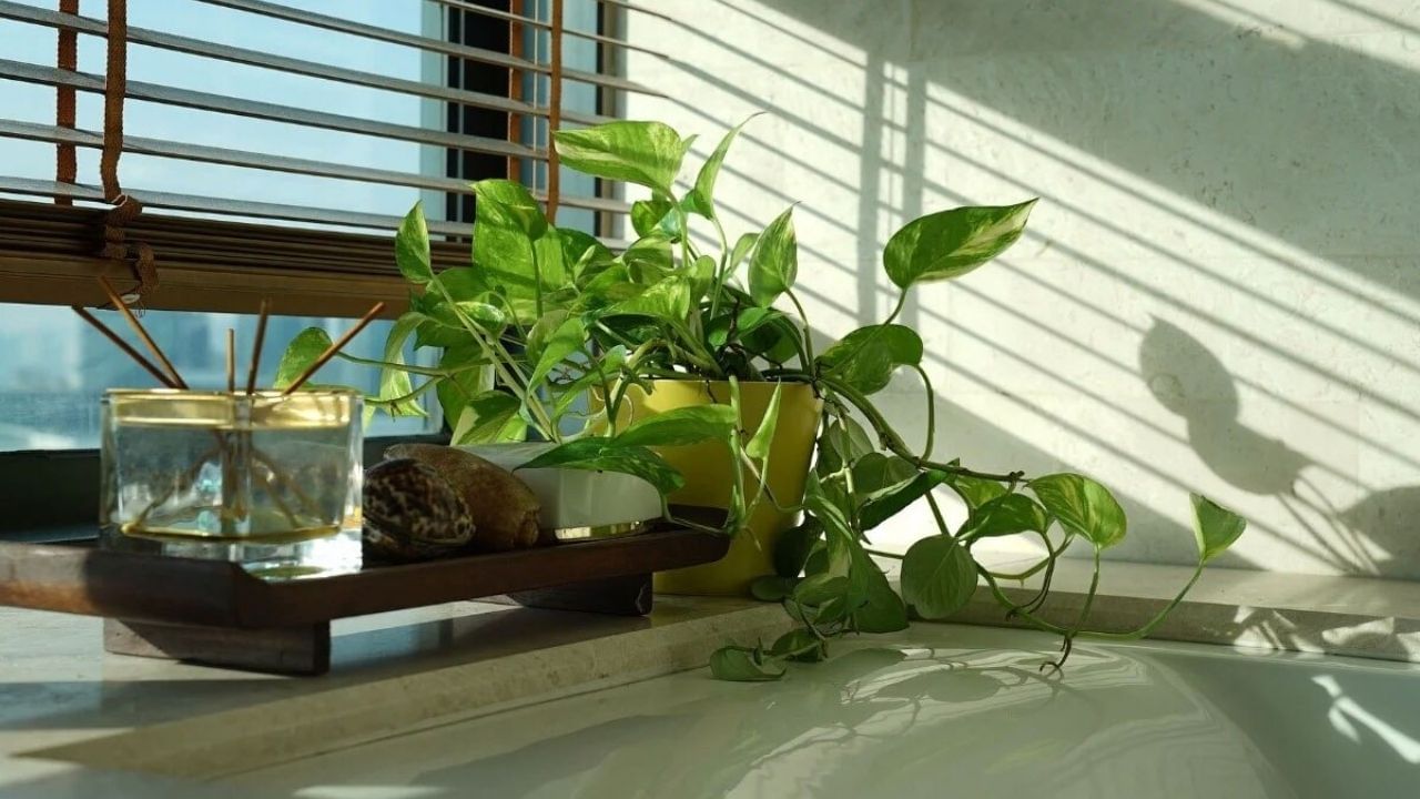 આ સમાચારમાં આપવામાં આવેલી માહિતી લોક અને ધાર્મિક માન્યતાઓ પર આધારિત છે. TV9 ગુજરાતી આની પુષ્ટિ કરતું નથી.
