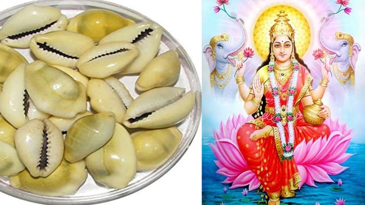 હિન્દુ ધર્મમાં, કોડી શંખને દેવી લક્ષ્મીનું પ્રતીક માનવામાં આવે છે, તેથી મની પ્લાન્ટ પર કોડી શંખ બાંધવાથી દેવી લક્ષ્મી પ્રસન્ન થાય છે અને તેમના આશીર્વાદ વરસે છે.  
