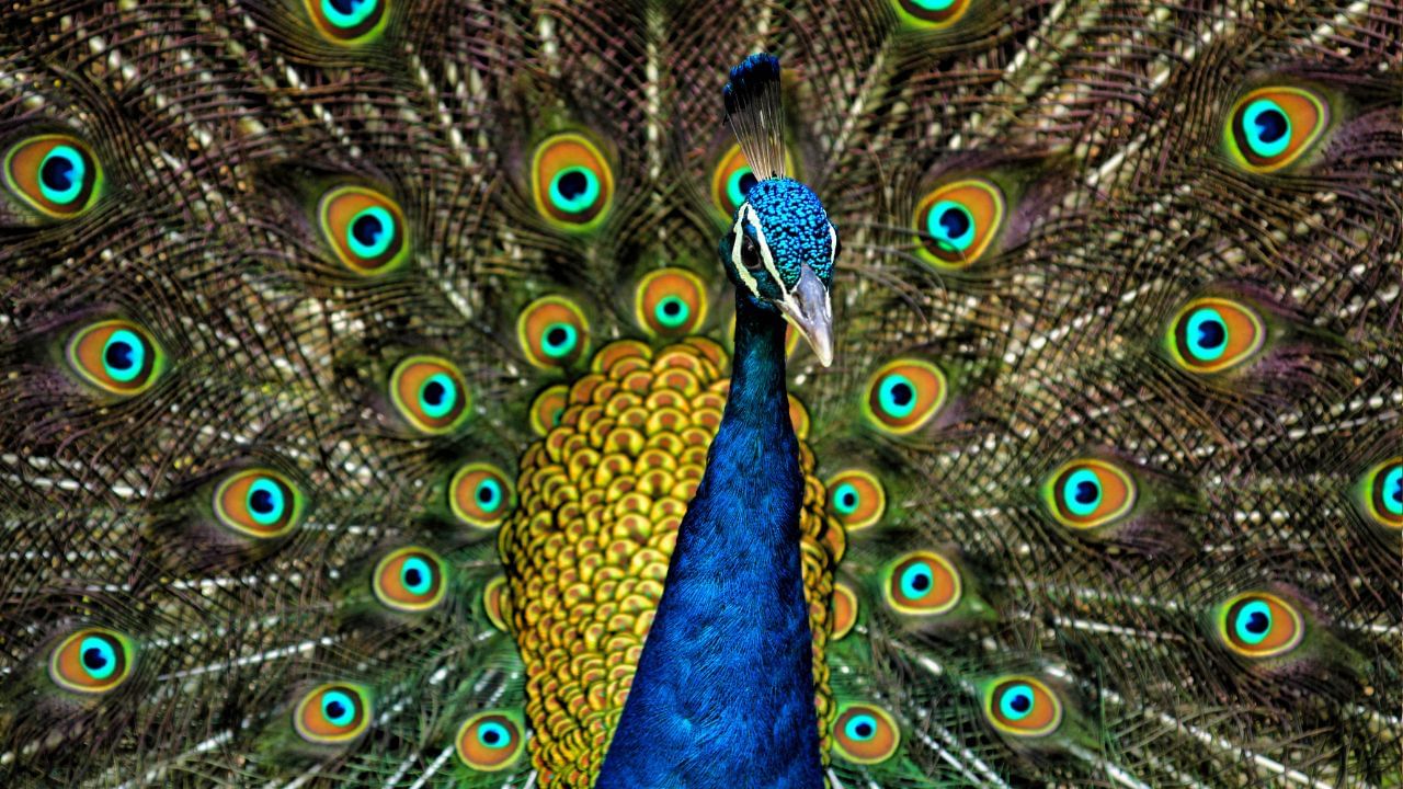 મોર ભગવાન કૃષ્ણ સાથે જોડાયેલ છે. મોરના પીંછા ઘરમાં હોવું શુભ માનવામાં આવે છે. મોર હંમેશાં શુભતા, સૌંદર્ય અને સમૃદ્ધિનું પ્રતીક માનવામાં આવે છે. ઘરમાં મોરના ચિત્રો રાખવાથી શાંતિ અને સકારાત્મક ઊર્જાનો પ્રવાહ વધે છે એવું માનવામાં આવે છે.મોરના પાંખોનું અને ચિત્રોનું ઉપયોગ નઝરદોષથી બચાવા માટે પણ થાય છે. ઘણા લોકો ઘરની પ્રવેશદ્વાર પાસે મોરના ચિત્ર કે પાંખો લગાવે છે જેથી નકારાત્મક ઊર્જાનો પ્રવેશ ન થાય.મોર સરસ્વતી માતાની સવારી છે,તેથી મોરના ચિત્રો વિદ્યા અને બુદ્ધિમાં વૃદ્ધિ માટે પણ શુભ માનવામાં આવે છે. ખાસ કરીને વિદ્યાર્થીઓ માટે.મોરના ચિત્રો પૂર્વ કે ઉત્તર દિશામાં મૂકવા વધારે લાભદાયક માનવામાં આવે છે. (Credits: - Wikipedia)