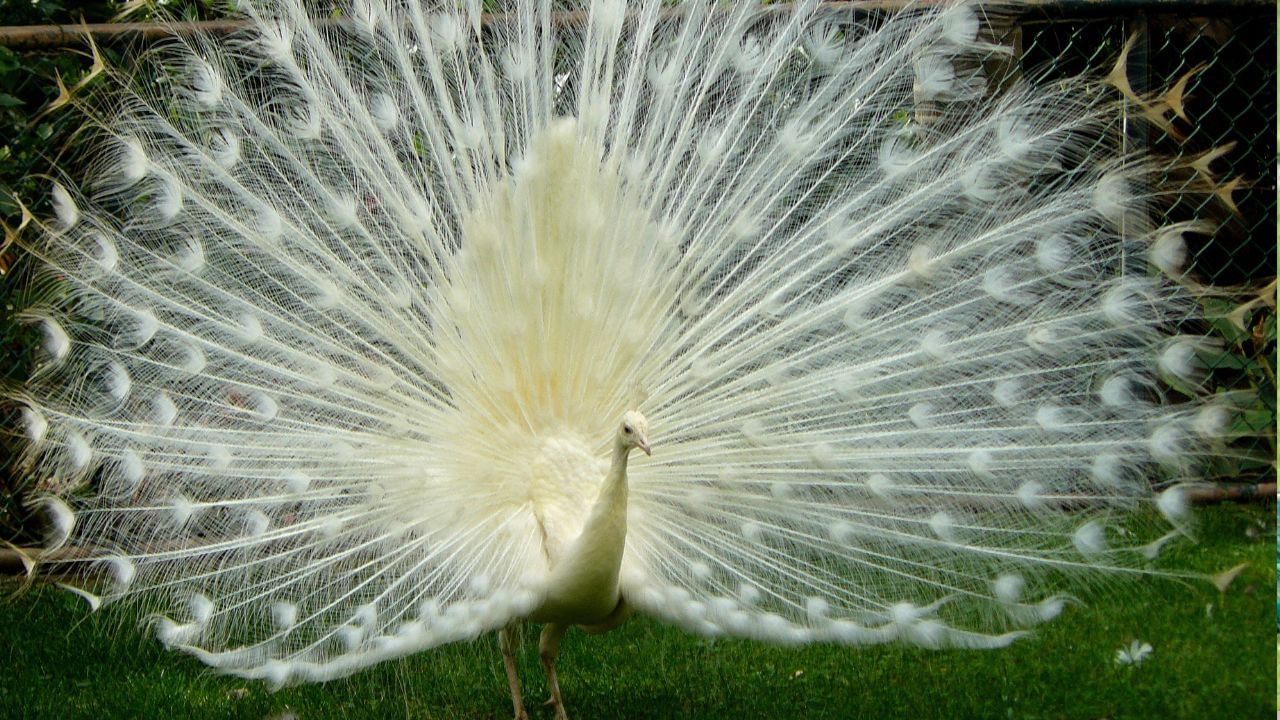 ( નોંધ: અહી આપવામાં આવેલી જાણકારી ધાર્મિક આસ્થા ઓ અને લોક માન્યતાઓ આધારિત છે, જેનો કોઈ વૈજ્ઞાનિક આધાર નથી. સામાન્ય જનરૂચિને ધ્યાનમાં રાખીને આ લેખને અહી પ્રસ્તુત કરવામાં આવ્યો છે.) (Credits: - Wikipedia)