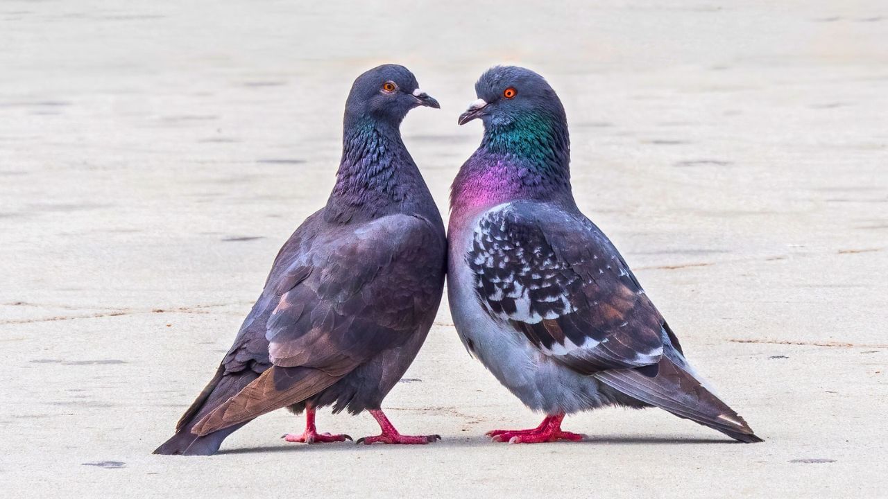 કબૂતરને વૈશ્વિક રીતે શાંતિનું ચિહ્ન માનવામાં આવે છે. ઘરમાં કબૂતરની હાજરીથી શાંતિપૂર્ણ વાતાવરણ રહે છે. સફેદ કબૂતરના ચિત્ર અથવા શો પીસને દક્ષિણ-પશ્ચિમ ભાગમાં રાખો. લોકો ઘરના આંગણામાં રિયલ કબૂતર માટે દાણા અને પાણી પણ મૂકે છે આ સુખદ વાતાવરણ બનાવે છે. (Credits: - Wikipedia)